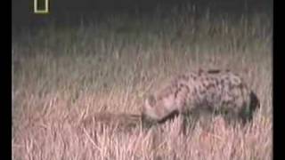 Awesome Footage Of Lion Attacking Hyenas [upl. by Rawlinson]