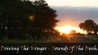 Driving Through The Kruger Park  Satara To Olifants  Sounds Of The Bush  Stories Of The Kruger [upl. by Cowles702]