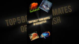 Top 5 Oscar Fish Tank matesaquarium fishtank shorts viralvideo [upl. by Abocaj]