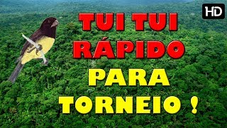 TUI TUI PARA TORNEIO  RÁPIDOVELOCISTA VELOX [upl. by Hardi]