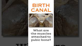 Birth canal pelvic outlet muscles attached to pubic bone shorts anatomyoffemalepelvis [upl. by Ayatnwahs1]