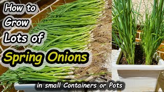 How to Grow Spring Onions Scallions in Containers Seed to Harvest [upl. by Llerraf]