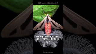 Creatonotos Gangis  The Alien Moth [upl. by Tedric]