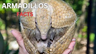 Armadillo Facts LEPROSY in a BALL [upl. by Anegroeg]