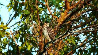 Broad Wing Hawk [upl. by Lynnworth]