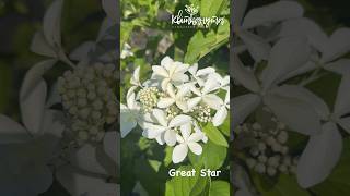 Hydrangea Paniculata Great Star [upl. by Willms30]