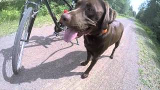 Dog Bikes with Bike Tow Leash [upl. by Noraf]