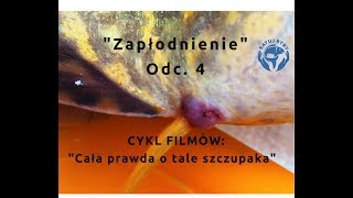 TARŁO SZCZUPAKA Odc4 quotZapłodnieniequot  Ratuj Ryby Gosp Wojnowo [upl. by Lajes]