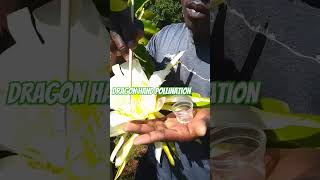 How to hand pollinate your Dragon fruit flowers letsgrowtogether [upl. by Royd]