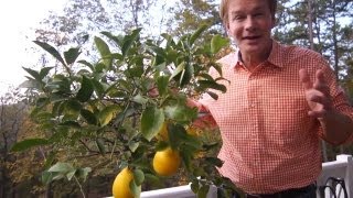 Winterizing Lemon Trees  At Home With P Allen Smith [upl. by Fulviah73]