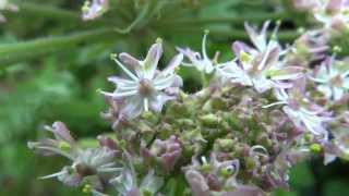 Common Hogweed Heracleum sphondylium  20130713 [upl. by Bates]