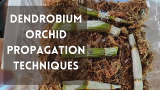 How to propagate dendrobium orchids orchids dendrobiumorchidcare [upl. by Orsa342]