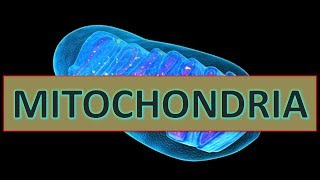 Mitochondria  Structure amp Function ppt [upl. by Now]