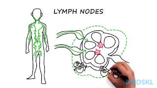 Lymphadenopathy The steps to take when you feel an enlarged lymph node [upl. by Eedolem679]