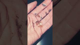 Whats your favourite isopod 🧡🤍🖤💛 animalshorts pets petlover bugs animals youtubeshorts vlog [upl. by Hyrup]