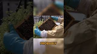 Effective Winter Treatments for Healthy Bee Colonies [upl. by Cristine604]