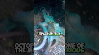 Masters of Camouflage The Incredible ColorChanging Octopuses [upl. by Nayrbo]