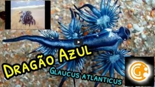 Dragão Azul Glaucus atlanticus  Minuto Ciência [upl. by Sonitnatsnok772]