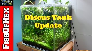 60 Gallon Discus Tank Update 12916 [upl. by Oiramd]