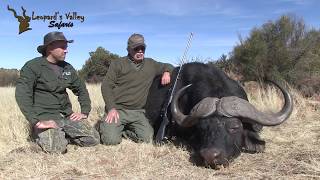 Leopards Valley Safaris Buffalo Hunt  Woodleigh hydrostatic Solid Bullets [upl. by Anauqahs]