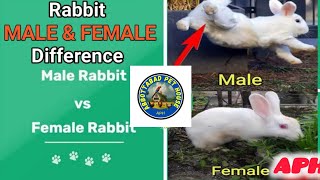 khargosh Mai Nar mada ki pechan  how to rabbits male and female [upl. by Menzies]