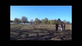 Dog chasing deer Bushy Park [upl. by Enitselec]