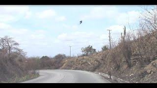 AL 115  SERRA DAS PIAS  UMA RODOVIA ABANDONADA EM ALAGOAS [upl. by Toole]