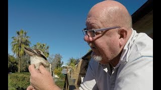 Hand Feeding Kookaburras [upl. by Ahsiki]