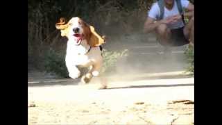 Basset Hound  Test Speed Slow Motion [upl. by Jacobo]