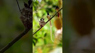 Indian Paradise Flycatcher 2024 viral ytshorts nature relaxing flycatcher shorts shortvideo [upl. by Anthiathia]