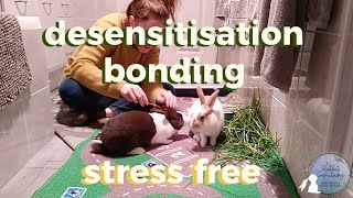 Bonding Rabbits STRESS FREE In A Week Using Desensitisation Method [upl. by Alli]