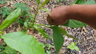 How to pick poke salad pokeweed herbalmedicine [upl. by Boris]