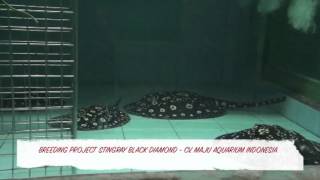 Captive Bred Black Diamond Stingrays [upl. by Ynffit486]