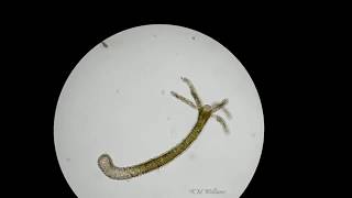 Hydra under compound microscope [upl. by Golanka]