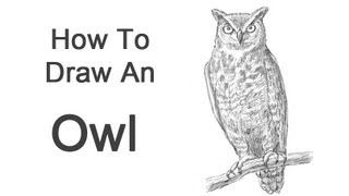 How to Draw an Owl Great Horned [upl. by Tnemelc]