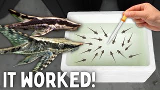 BREEDING Whiptail Catfish  50 Babies Made [upl. by Nwatna]