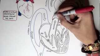 Cardiology  Heart Physiology I Cardiac Myocyte and Membrane Potential [upl. by Herald]