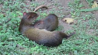 Central American agouti Dasyprocta punctata [upl. by Columbyne768]