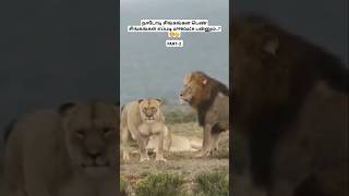 நாடோடி சிங்கங்கள பெண் சிங்கங்கள் எப்படி APPROACH பன்னும்🦁🤔 lions lionfacts tamil bioworld [upl. by Morez]