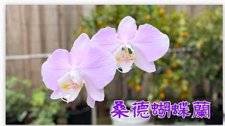 March 29 2024粉紅原生種蝴蝶蘭 桑德蝴蝶蘭Phalaenopsis sanderiana Wilson 304 [upl. by Eugeniusz988]