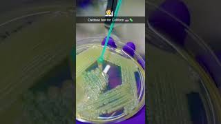 Oxidase test for coliform 🧫🧪🧫microbiologist microbiology bacteria virus fungi microbs [upl. by Lasko323]