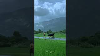 Pachai nirame bgm shorts viral bgm natur rainy love hills [upl. by Aubigny]