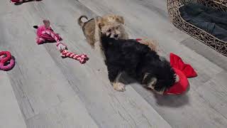 8 week old Morkie Puppies VIDEO GraniteGusGasco amp Griff [upl. by Quin198]