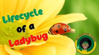 Ladybug Life Cycle  All about Ladybugs [upl. by Glenine]