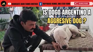 The Truth Unveiled Is Dogo Argentino an Aggressive Dog  Aggregate Agro Farms [upl. by Yelrahc]