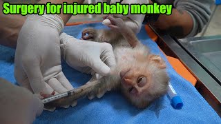 Take the injured baby monkey to the vet hospital for treatment after the rescue [upl. by Nomar396]