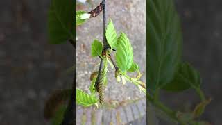 Downy Birch Betula pubescens  young female flowers amp leaves  April 2018 [upl. by Ellenahs324]