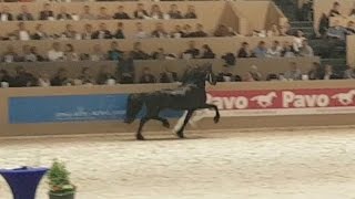 Markus 491 Hengstenkeuring 2017 Faderpaard Friesian horse [upl. by Eiraminot]