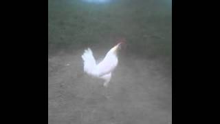 Mr Leghorn rooster crowing when asked [upl. by Eada439]