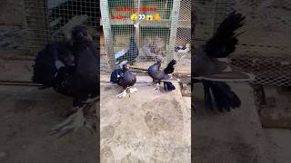 self Indian lakkha pigeon baby 🐥😱🕊️👀 lakkha pigeon attitude pigeonbabyshortsvideo🕊️😱🐥👀 [upl. by Esorbma236]